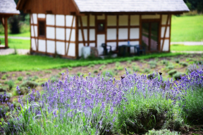 Как сельское хозяйство Польши адаптируется к изменению климата