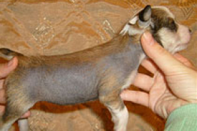 Клышевский подарил даме сердца китайскую лысую синюю собаку! (фото)