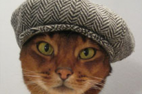Шляпы для котов (фото)
