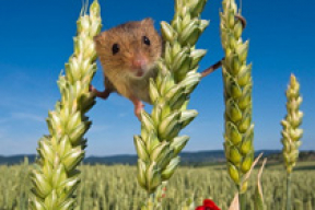 Тайная жизнь полевой мыши (фото)