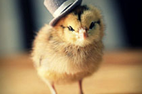 Цыплята в шляпах (фото)