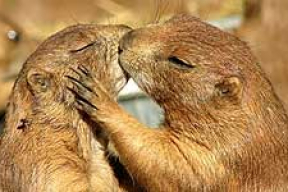 Поцелуи у животных (фото)