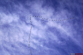 Дневник войны, глава 294. «Шахеды каждый день летают, а гусей в небе сейчас редко увидишь»