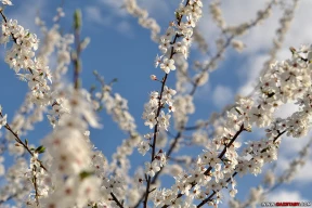 Квецень красавіцкіх садоў і паркаў: яблыні і грушы, айва і вішня
