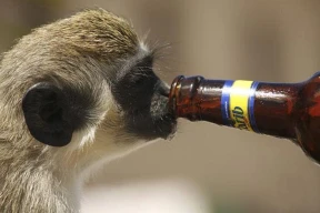 Кнырович: «Не думаю, что поклонники бельгийского пива будут теперь покупать беларуское»