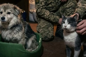 Дневник войны, глава 299. «Доброе! Что, снова «утренняя пробежка» всем районом?»